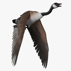 Canadian Goose with Spread Wings Brown Rigged