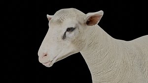 Photorealistic Sheep 3D model