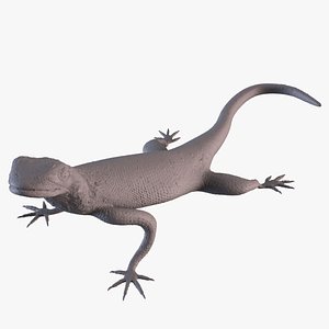 Rock Agama printable