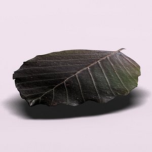 cupper beech tree leaf 3d model