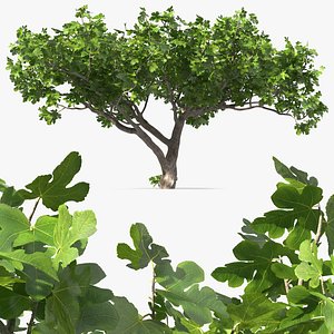 Big Fig Tree