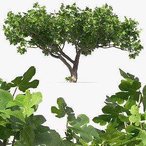 Big Fig Tree