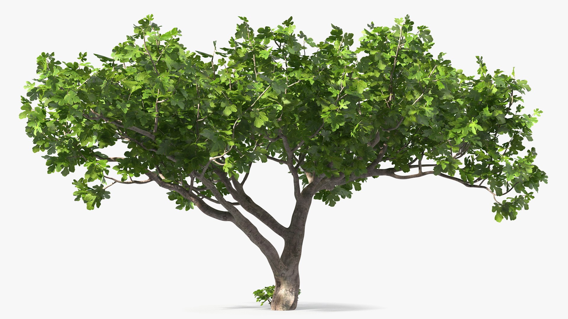 Big Fig Tree 3D model preview