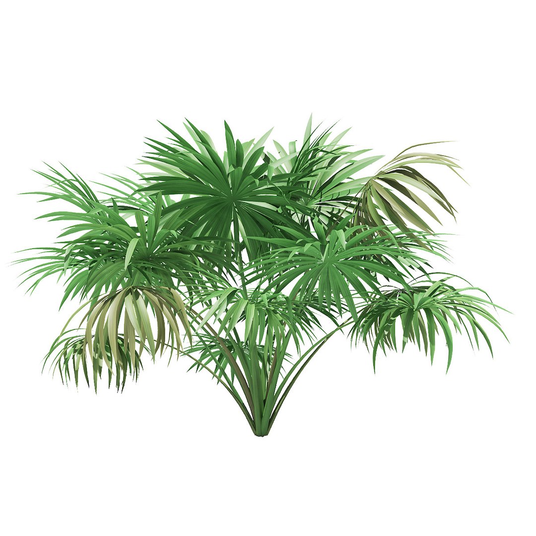 Thatch Palm Tree 1 3D Model - TurboSquid 1354751