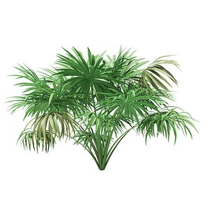 Thatch Palm Tree 3D Model 1.9m