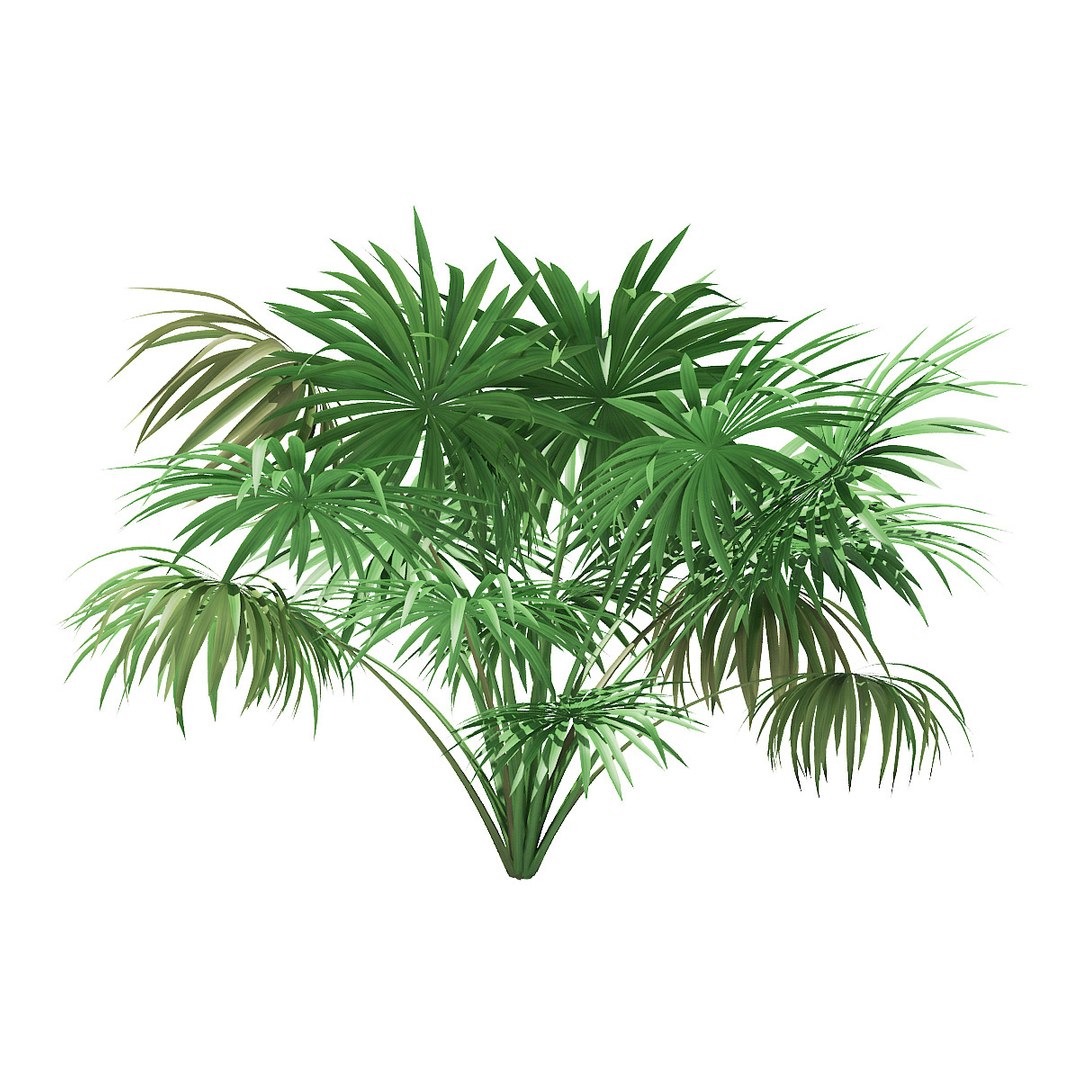 Thatch Palm Tree 1 3D Model - TurboSquid 1354751