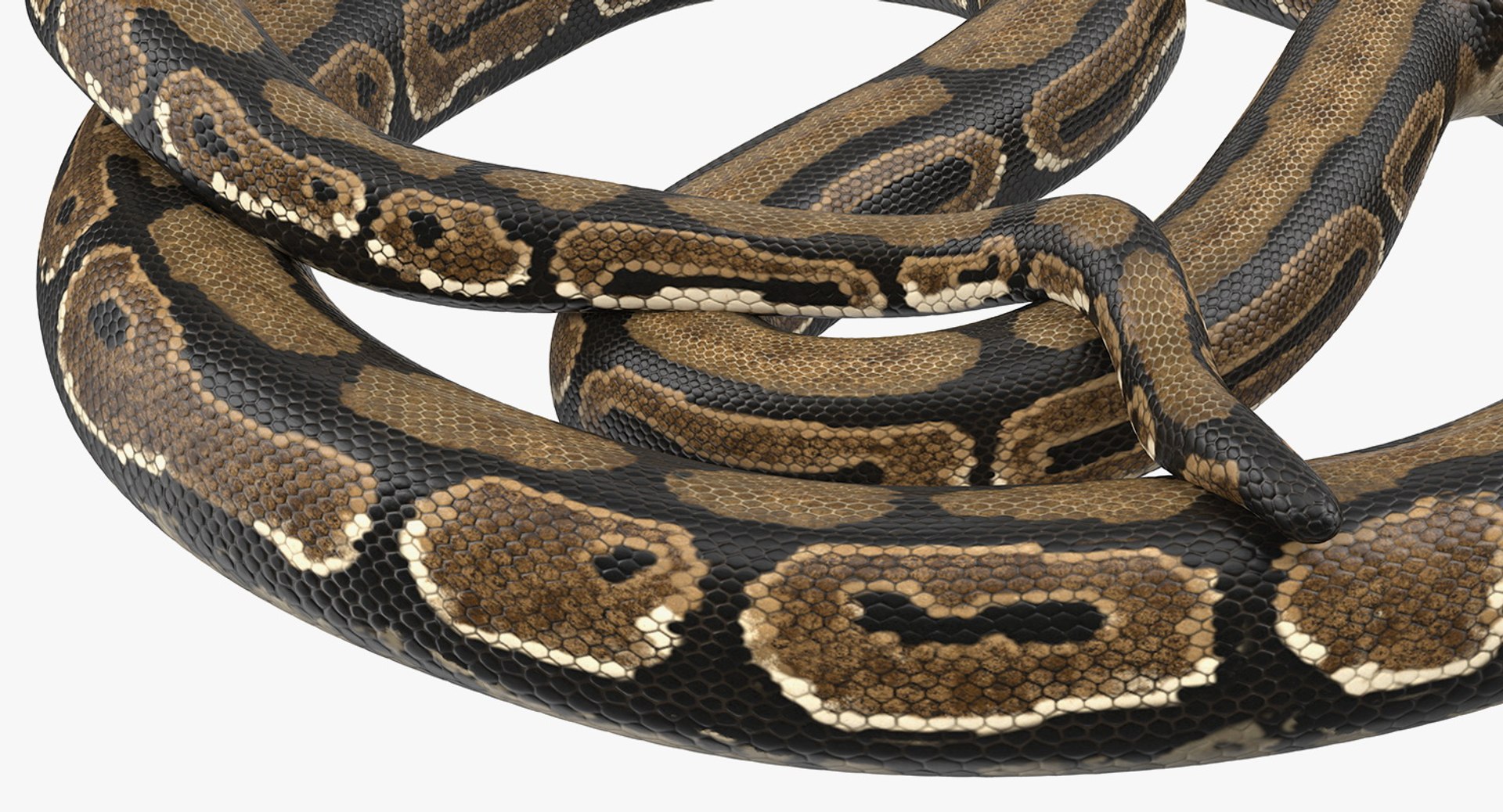 Python snake dark brown colour snake 3D model - TurboSquid 1958339