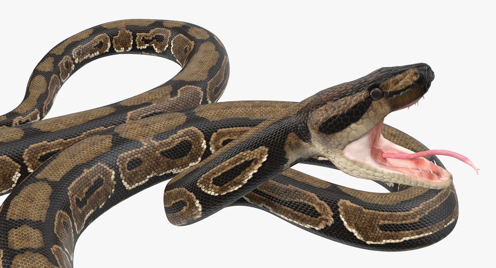 Python snake dark brown colour snake 3D model - TurboSquid 1958339