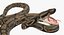 3D brown python snake rigged model