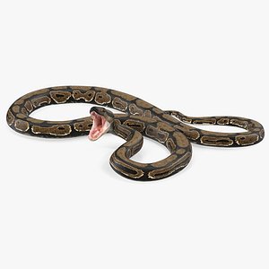 Brown Python Snake Rigged 3D Model