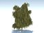 tree willow