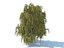 tree willow