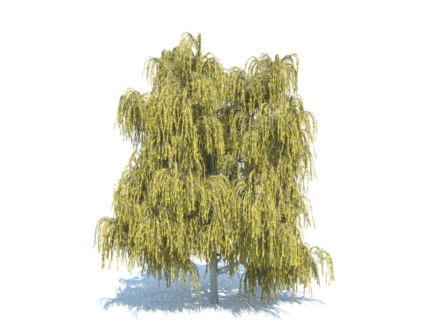 realistic willow tree max