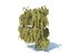 tree willow