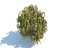 tree willow