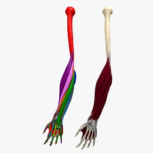 Ultimate Human Hand And Forearm