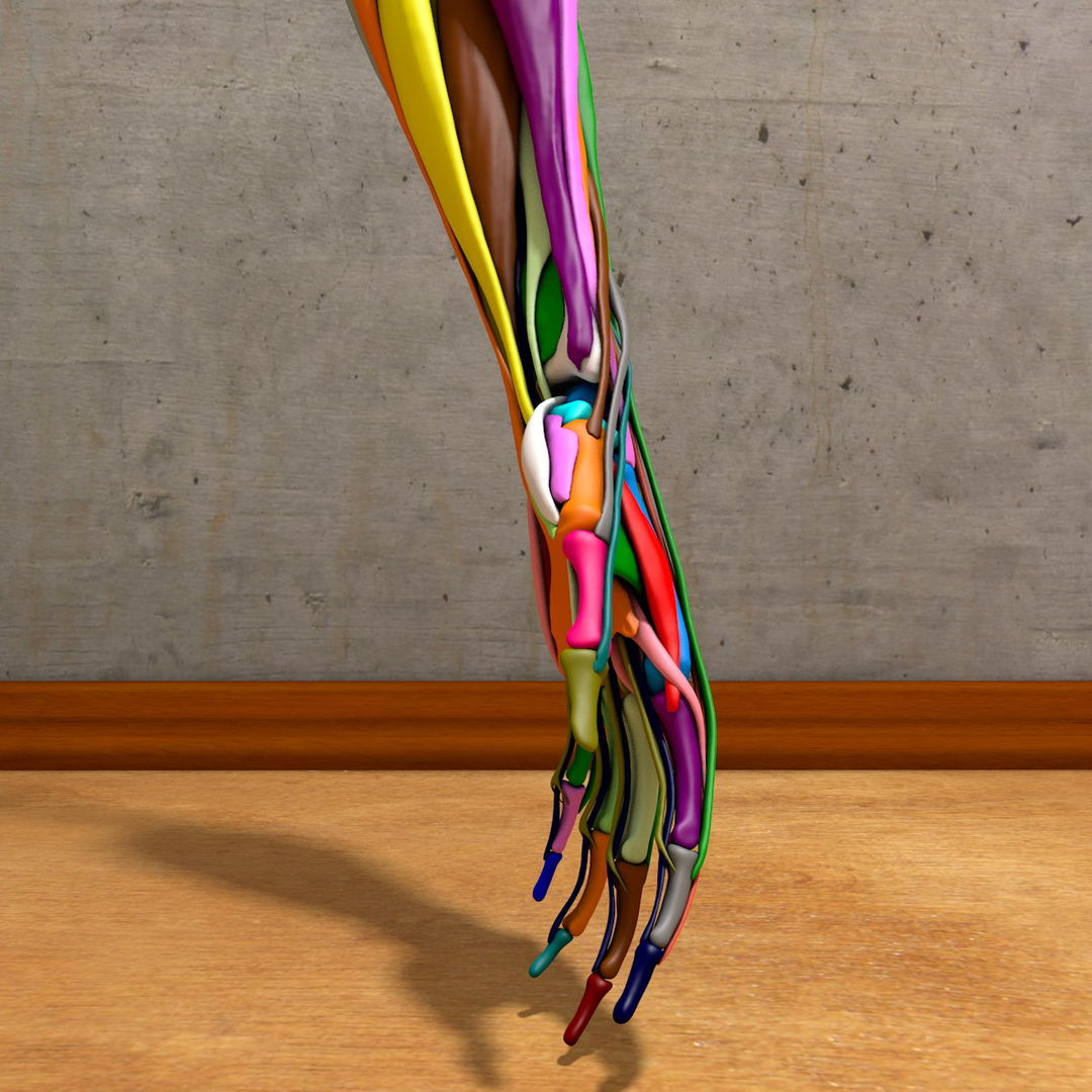 human hand forearm 3d model