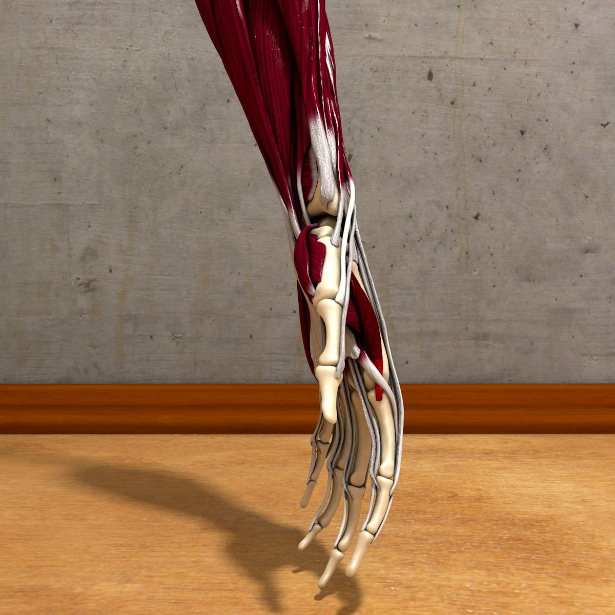 human hand forearm 3d model