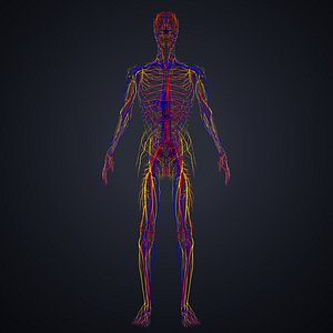 3D model arteries veins nerves