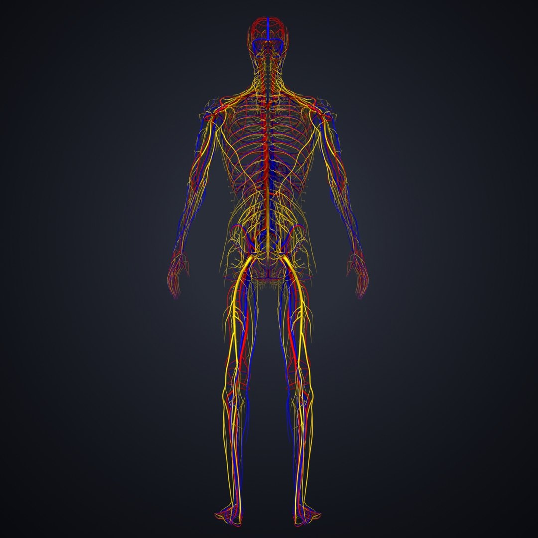 3D Model Arteries Veins Nerves - TurboSquid 1218009