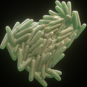 mycobacterium tuberculosis model