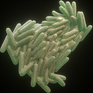 Mycobacterium tuberculosis