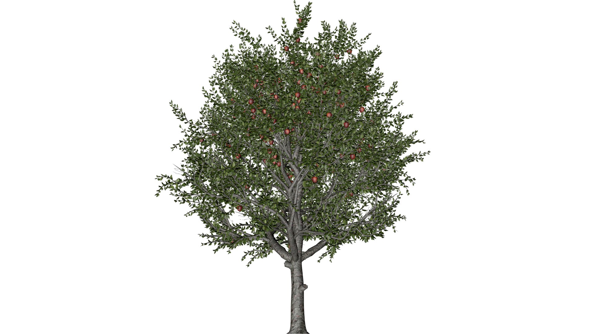 3D model Red Delicious Apple Tree - 03 - https://p.turbosquid.com/ts-thumb/qJ/CmkQVF/7m/reda_3/png/1742296993/1920x1080/fit_q87/52a969153683255509c9362e9f962bc9575a3e8f/reda_3.jpg