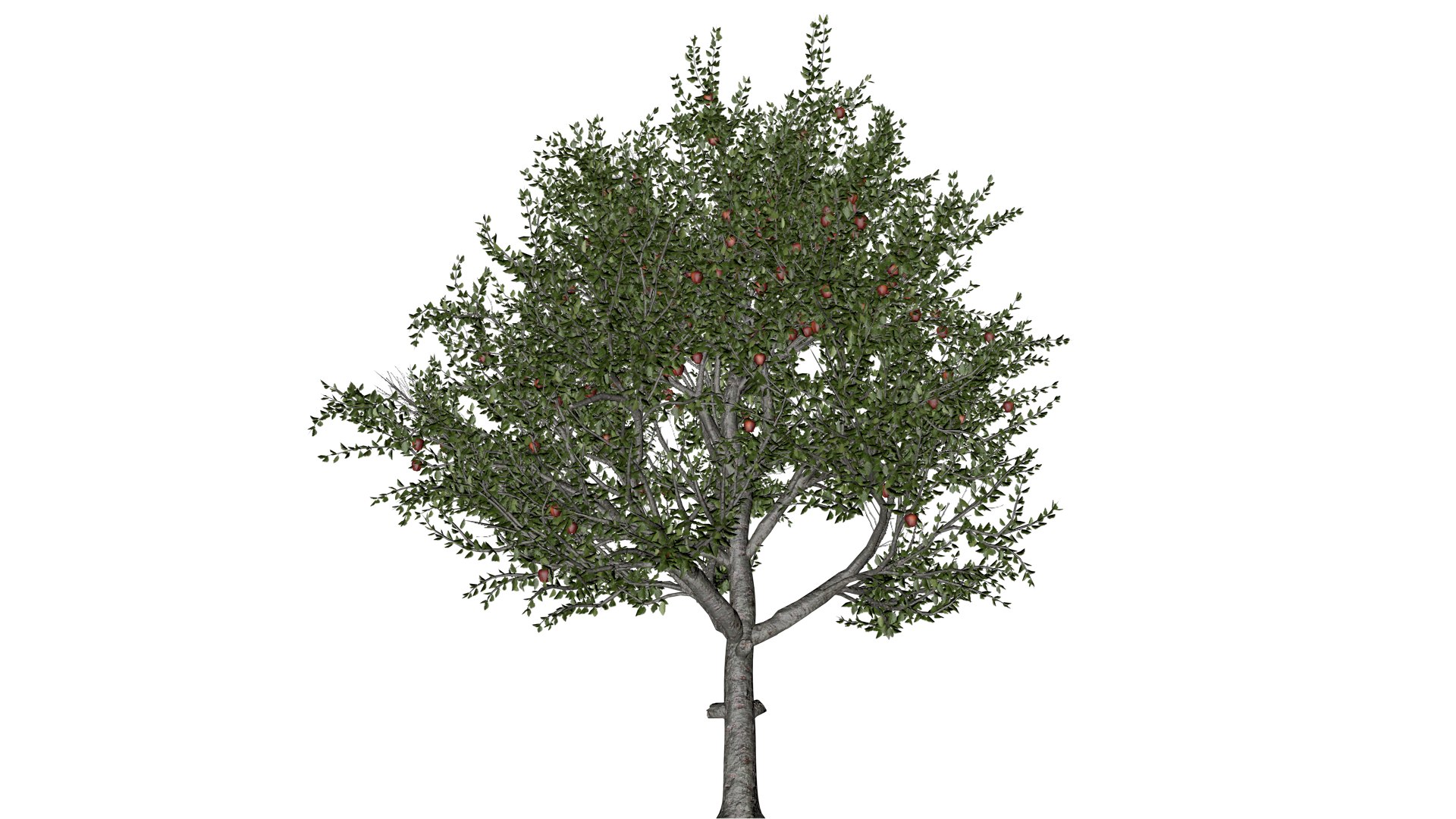 3D model Red Delicious Apple Tree - 03 - https://p.turbosquid.com/ts-thumb/qJ/CmkQVF/oK/reda_33/png/1742296995/1920x1080/fit_q87/50919d91ed660e832e8fb089cd9464536a4396b6/reda_33.jpg