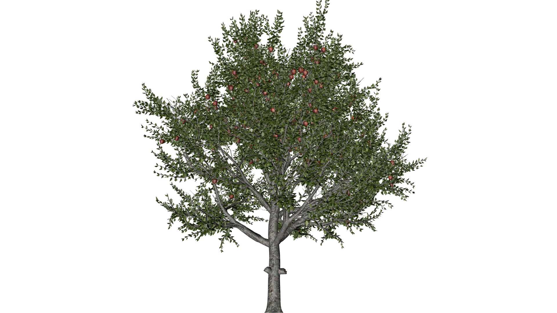3D model Red Delicious Apple Tree - 03 - https://p.turbosquid.com/ts-thumb/qJ/CmkQVF/sE/reda_31/png/1742296994/1920x1080/fit_q87/a517add148031e7bbeabdbdc4aac9f9dc1de666b/reda_31.jpg