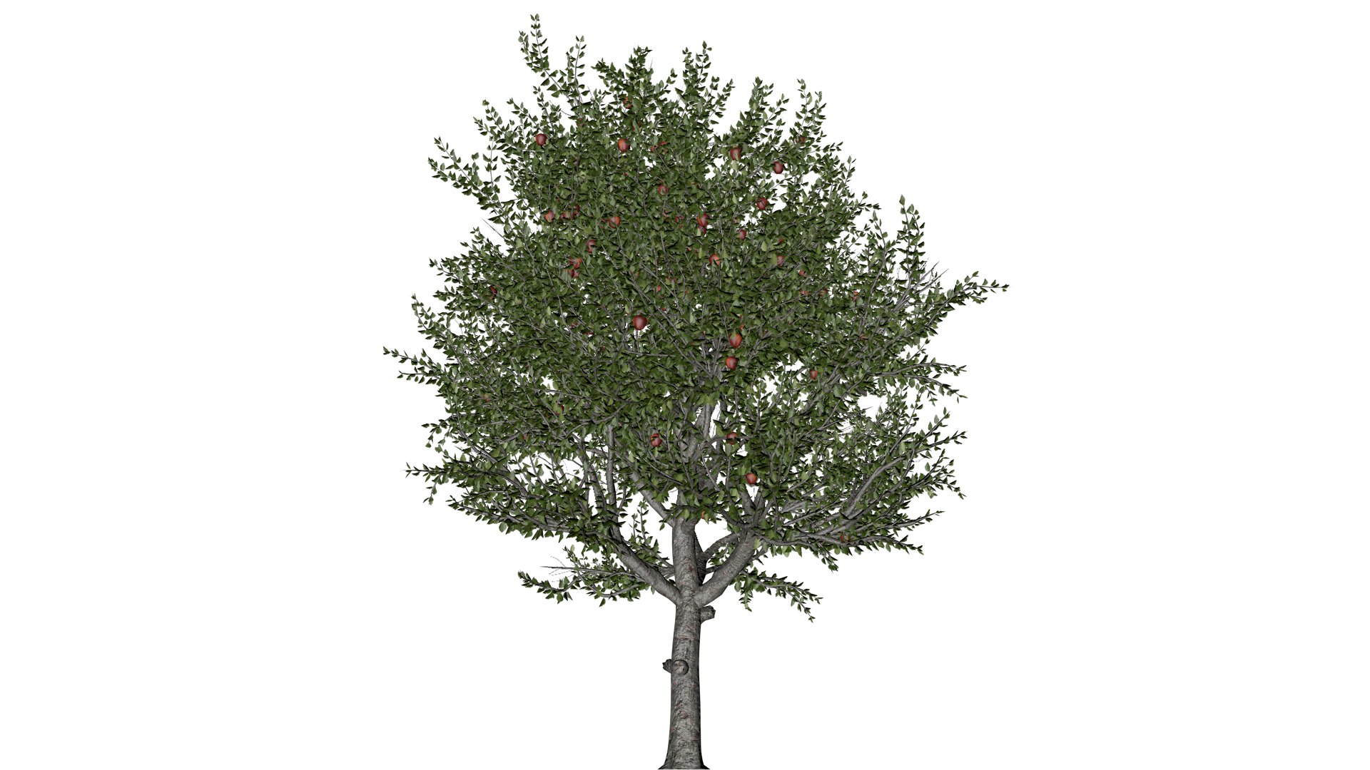 3D model Red Delicious Apple Tree - 03 - https://p.turbosquid.com/ts-thumb/qJ/CmkQVF/wA/reda_32/png/1742296994/1920x1080/fit_q87/948852c55d4aace7bf7c129dc23789fdb1286b69/reda_32.jpg