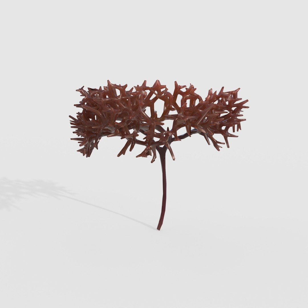3D Photorealistic Seaweed Pack https://p.turbosquid.com/ts-thumb/qJ/OxsLoF/Zu/4/jpg/1776678606/1920x1080/fit_q87/029d4d82f9f2da227ba491f6f4ef5fcb13c0228c/4.jpg
