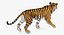 3D tiger rigged model