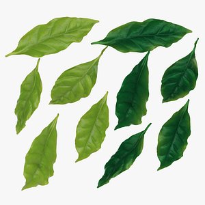 Leaf, Coffee Leaves. Fresh and Ripe Leaves.