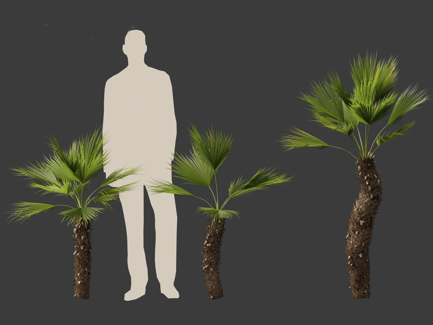 Chamaerops humilis - Mediterranean fan palm 02 3D model https://p.turbosquid.com/ts-thumb/qJ/jBp7zi/6E/chamaeropshumilis026/jpg/1694402240/1920x1080/fit_q87/9b6fc96c3db8d502291980eb4626a09ee93df19e/chamaeropshumilis026.jpg