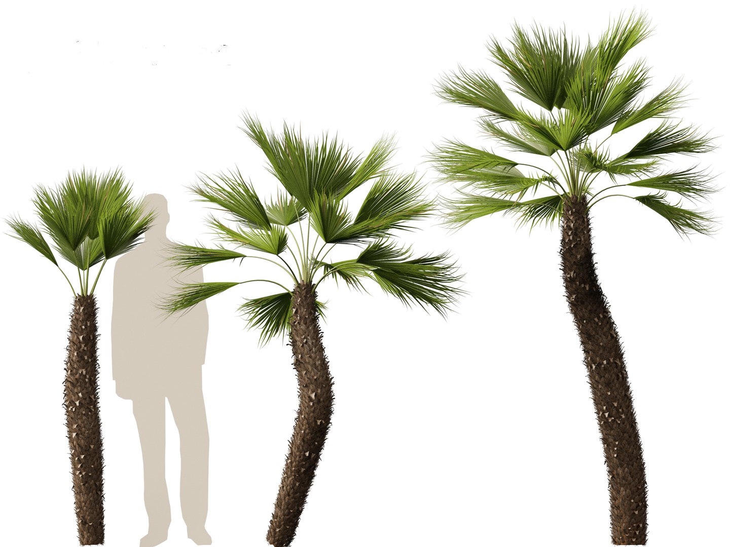 Chamaerops humilis - Mediterranean fan palm 02 3D model https://p.turbosquid.com/ts-thumb/qJ/jBp7zi/8w/chamaeropshumilis027/jpg/1694402242/1920x1080/fit_q87/c6ca0fdcdf262685a36eb57868325451369a1173/chamaeropshumilis027.jpg