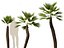Chamaerops humilis - Mittelmeer-Fächerpalme 02