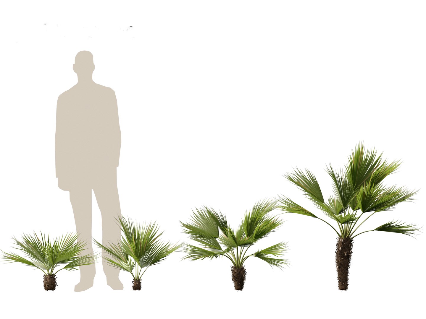 Chamaerops humilis - Mediterranean fan palm 02 3D model https://p.turbosquid.com/ts-thumb/qJ/jBp7zi/Ax/chamaeropshumilis023/jpg/1694402236/1920x1080/fit_q87/7aafc19e9d1851463ba0b5e3c394a7b376adbb36/chamaeropshumilis023.jpg