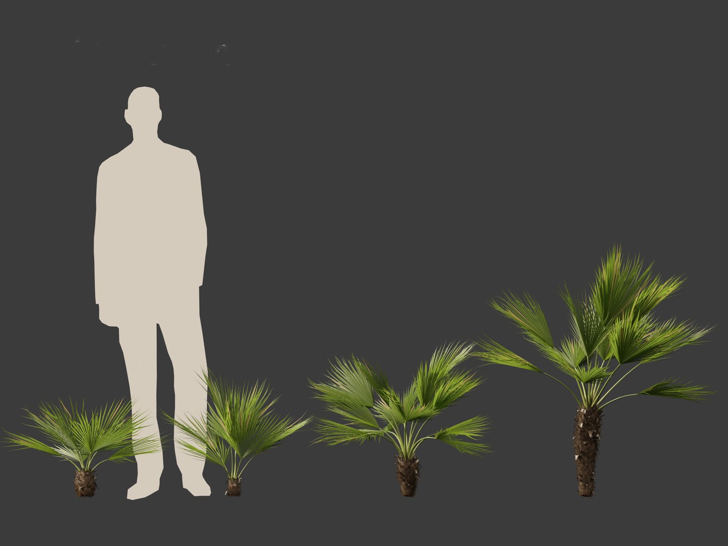 Chamaerops humilis - Mediterranean fan palm 02 3D model https://p.turbosquid.com/ts-thumb/qJ/jBp7zi/LA/chamaeropshumilis024/jpg/1694402237/1920x1080/fit_q87/8d1965ae516afbdbe8b4cef21369defd80f0704e/chamaeropshumilis024.jpg