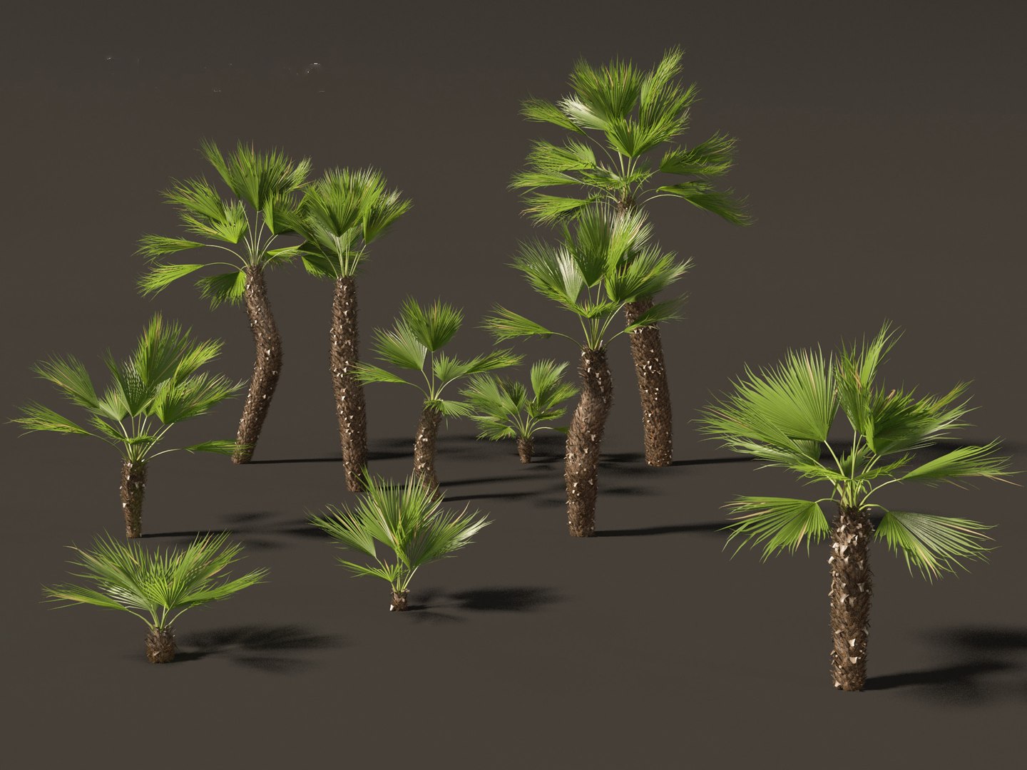 Chamaerops humilis - Mediterranean fan palm 02 3D model https://p.turbosquid.com/ts-thumb/qJ/jBp7zi/az/chamaeropshumilis029/jpg/1694402244/1920x1080/fit_q87/2b3704a545d99b07b0a1ee29213a093e026ddffc/chamaeropshumilis029.jpg