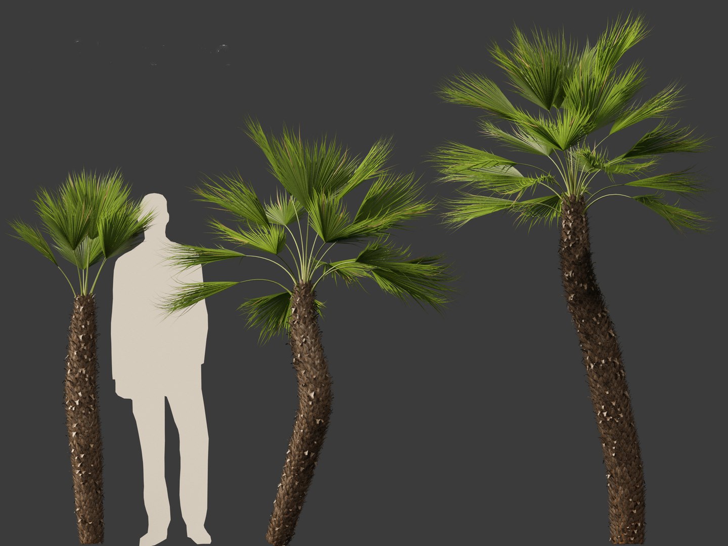 Chamaerops humilis - Mediterranean fan palm 02 3D model https://p.turbosquid.com/ts-thumb/qJ/jBp7zi/dh/chamaeropshumilis028/jpg/1694402246/1920x1080/fit_q87/75ff033fde9f6fefb654a260f11b3e00f161b8f4/chamaeropshumilis028.jpg