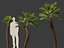 Chamaerops humilis - Mittelmeer-Fächerpalme 02