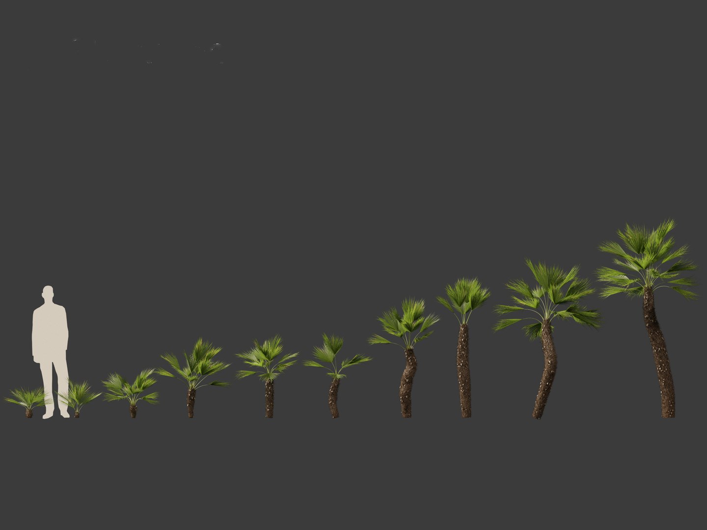 Chamaerops humilis - Mediterranean fan palm 02 3D model https://p.turbosquid.com/ts-thumb/qJ/jBp7zi/gx/chamaeropshumilis022/jpg/1694402238/1920x1080/fit_q87/955aea610aa777870e78d9dc214bb6ca6a5535b0/chamaeropshumilis022.jpg