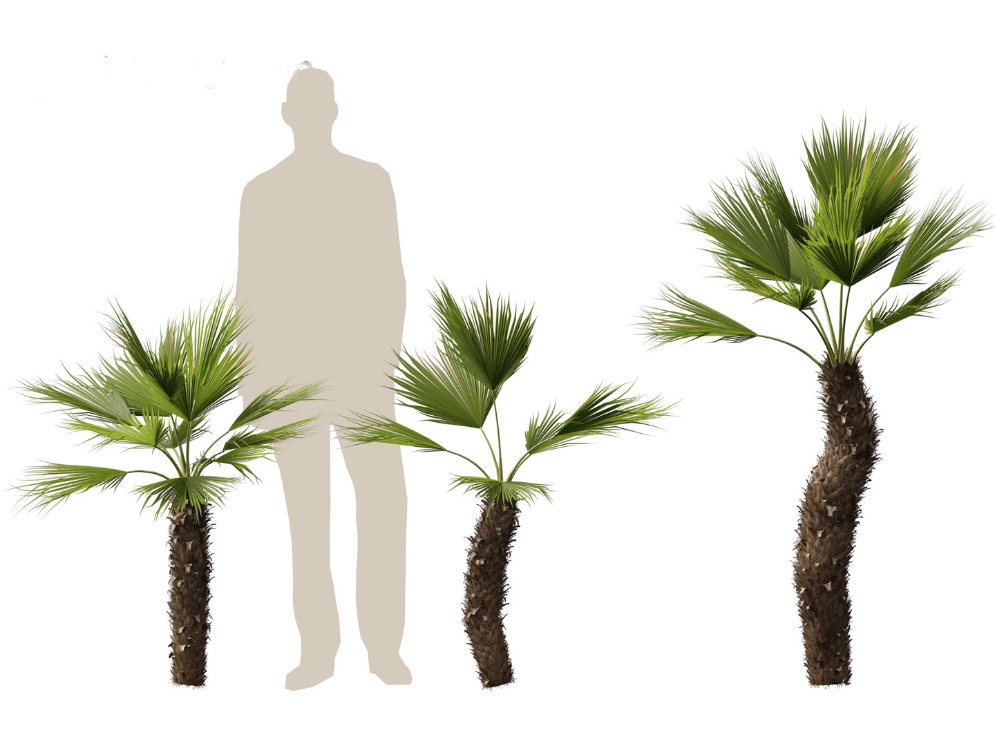 Chamaerops humilis - Mediterranean fan palm 02 3D model https://p.turbosquid.com/ts-thumb/qJ/jBp7zi/lN/chamaeropshumilis025/jpg/1694402241/1920x1080/fit_q87/81f56b90c4781b2ff553ed0fce5101378ec63139/chamaeropshumilis025.jpg