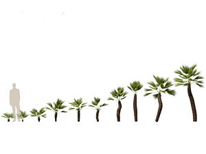 Chamaerops humilis - Mediterranean fan palm 02 3D model