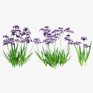 Iris Pallida 3D Model 3D model