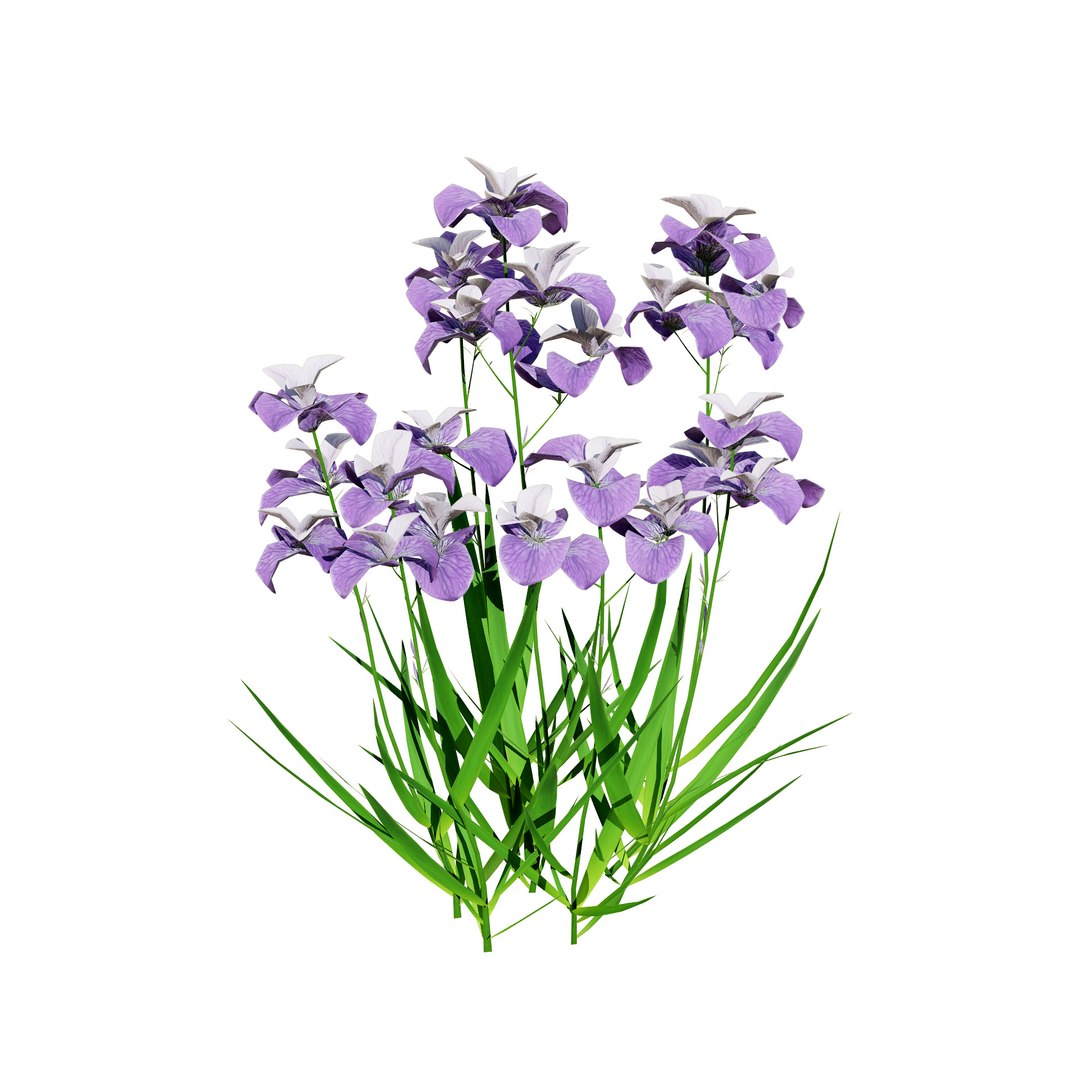 Iris Pallida 3D Model 3D model https://p.turbosquid.com/ts-thumb/qJ/soVYXt/bh/lrispallida_med/jpg/1721491128/1920x1080/fit_q87/ad5948ab18a4b100e0e8a4dc85b66b16bc74c13b/lrispallida_med.jpg