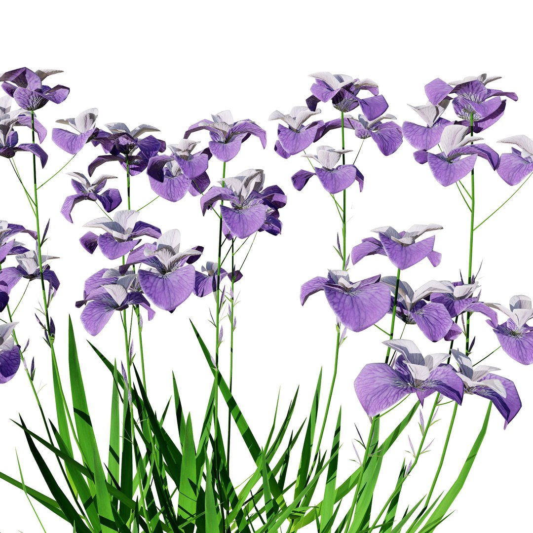 Iris Pallida 3D Model 3D model https://p.turbosquid.com/ts-thumb/qJ/soVYXt/cU/lrispallida_high2/jpg/1721491128/1920x1080/fit_q87/ee46a1eedf66d6b9166b64843a040dc3592d1b8f/lrispallida_high2.jpg