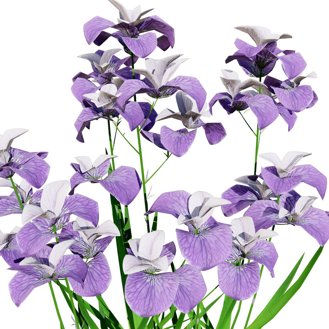 Iris Pallida 3D Model 3D model https://p.turbosquid.com/ts-thumb/qJ/soVYXt/ru/lrispallida_med2/jpg/1721491129/1920x1080/fit_q87/b3260b02c0c73707ddbed79dcad0c1e75f04e5e4/lrispallida_med2.jpg