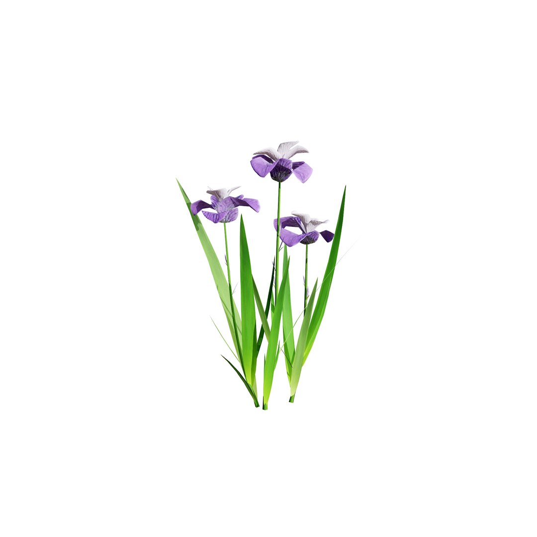 Iris Pallida 3D Model 3D model https://p.turbosquid.com/ts-thumb/qJ/soVYXt/uV/lrispallida_low5/jpg/1721491127/1920x1080/fit_q87/94cae674e5f68243a66f40e07df06cf3f2b4ca0e/lrispallida_low5.jpg