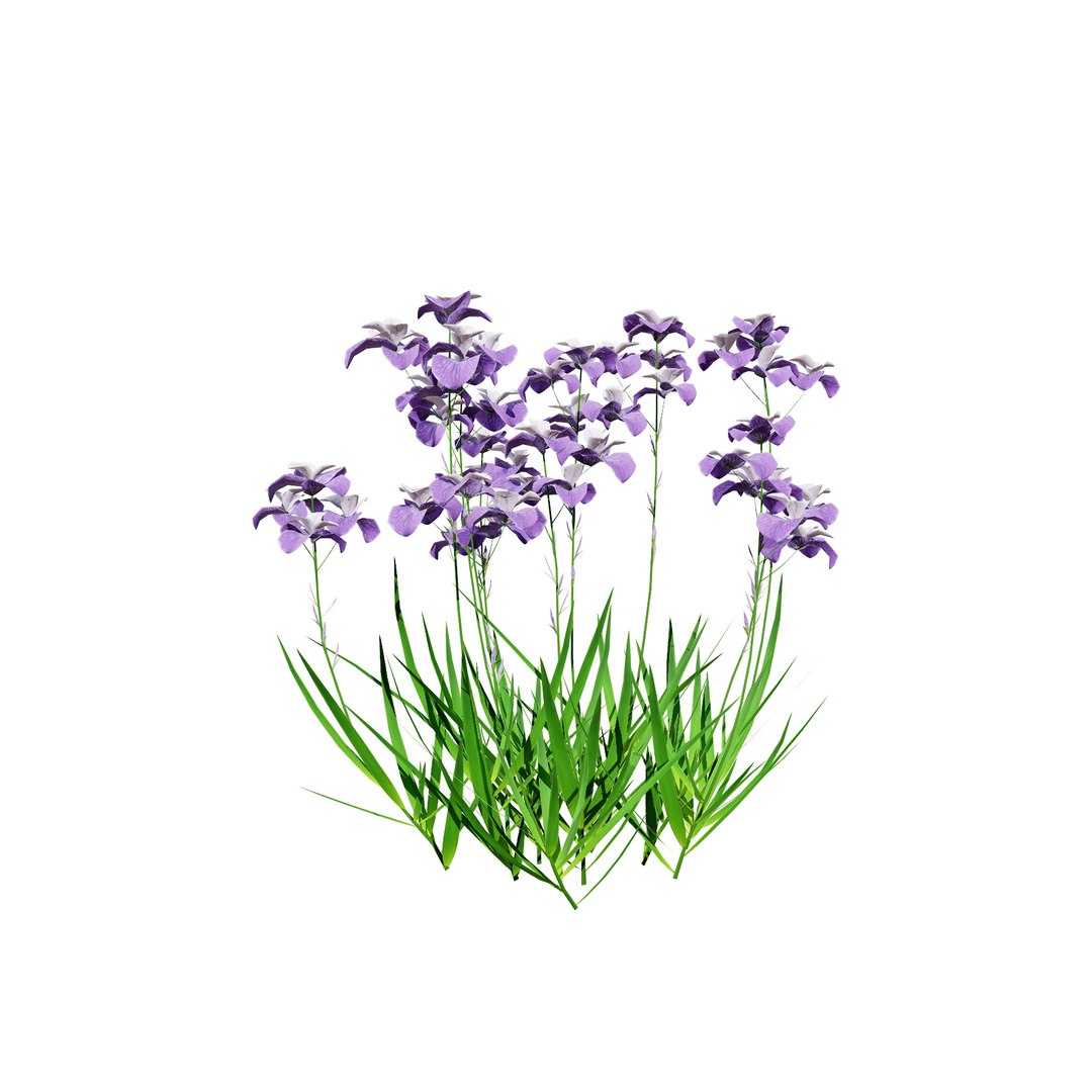Iris Pallida 3D Model 3D model https://p.turbosquid.com/ts-thumb/qJ/soVYXt/x7/lrispallida_high5/jpg/1721491127/1920x1080/fit_q87/6d5d48b37027270e914edd433fae7653fa83934c/lrispallida_high5.jpg